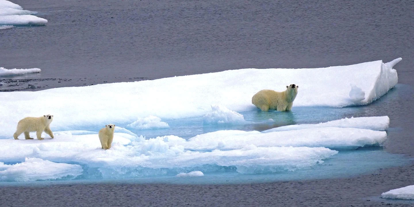 Fauna polar