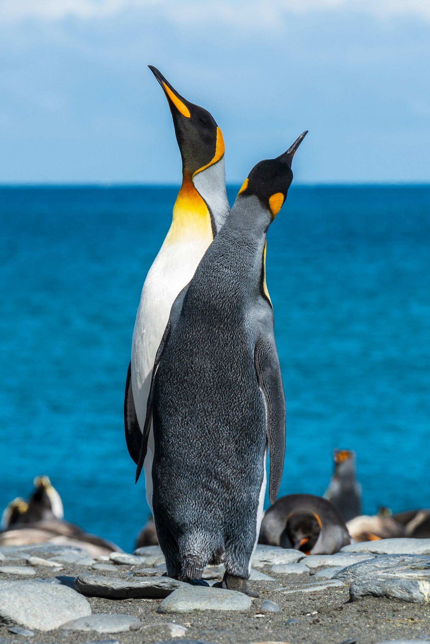 Pingüinos rey